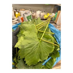 עלי גפן טריים